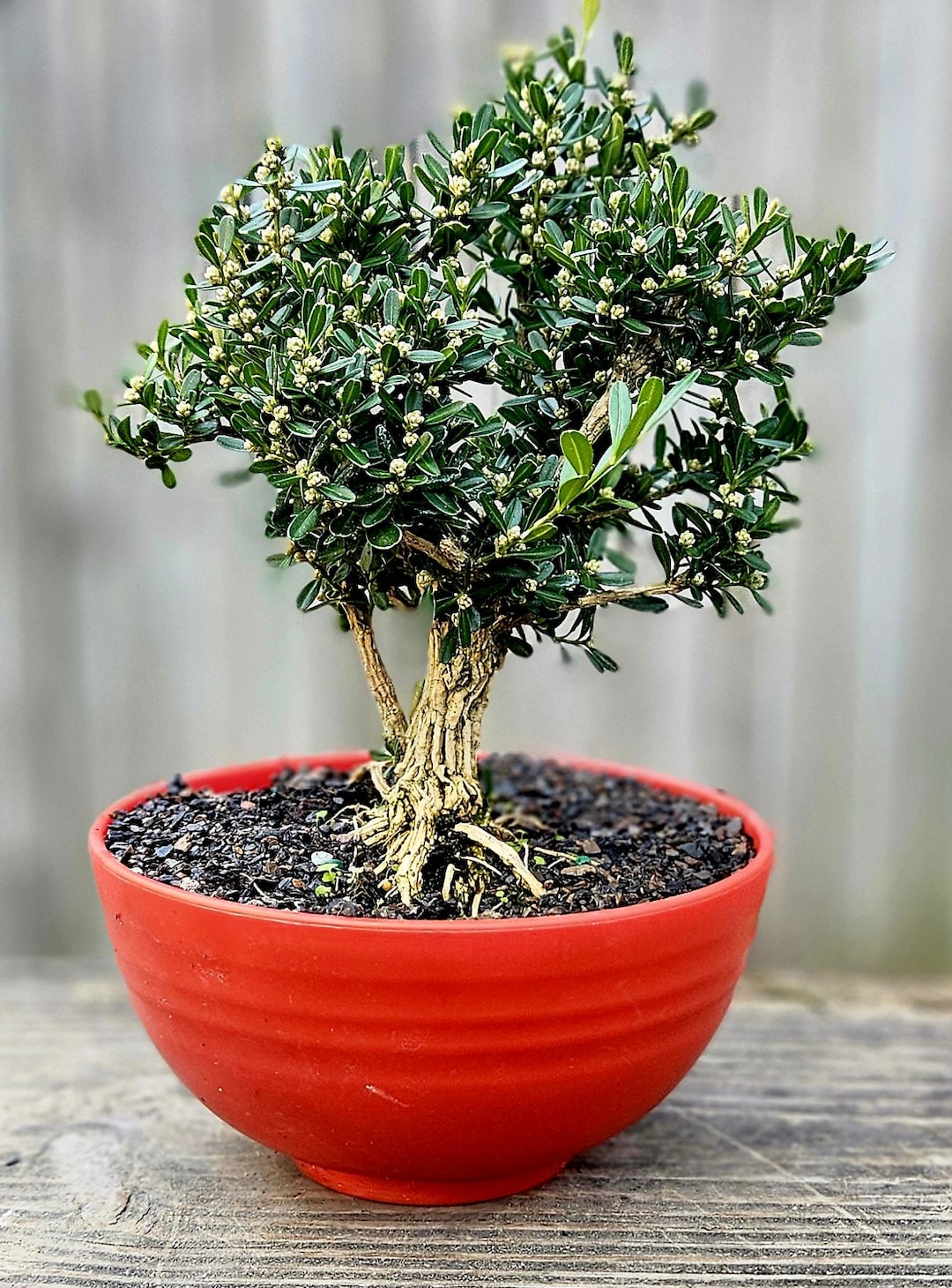 Harland Boxwood Bonsai Tree - 6" Red Pot, Indoor Plant - Etsy