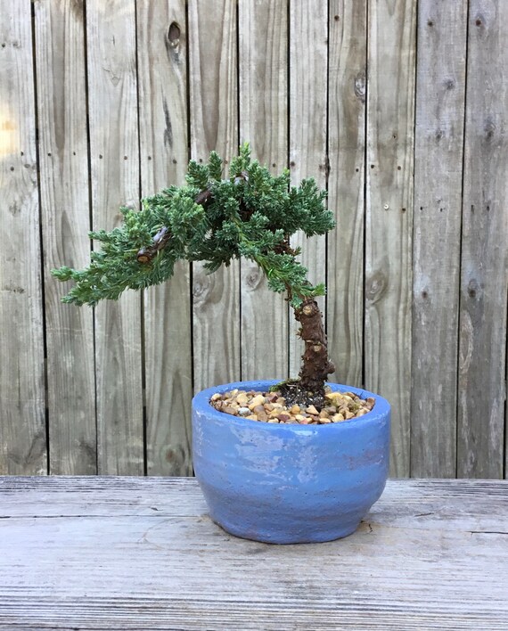 Bonsai Juniper Bonsai Tree in a Handmade Light Blue Glazed Etsy