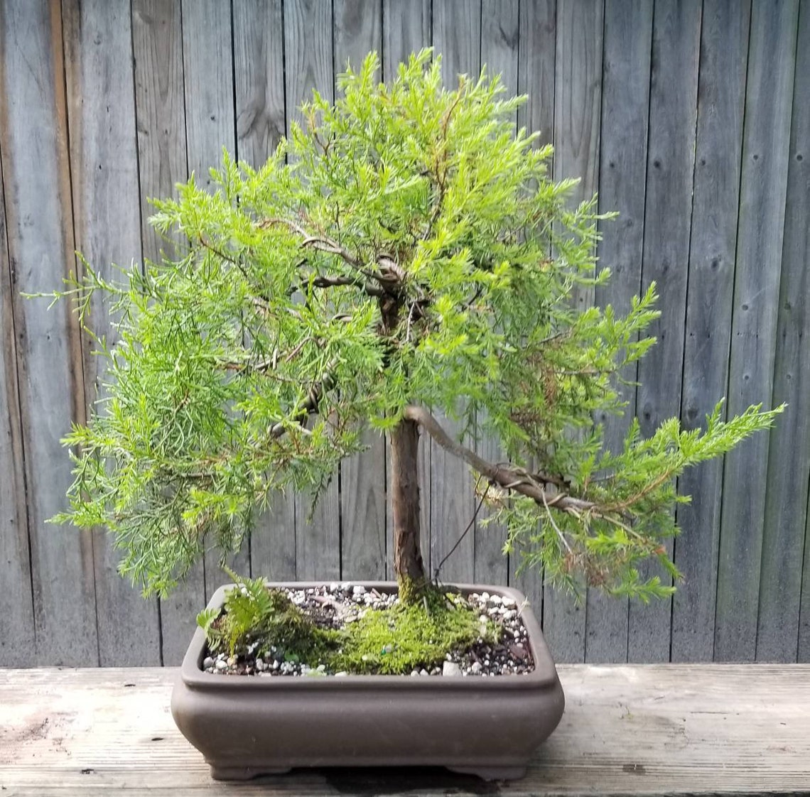 Cedar Yamadori Bonsai Tree in an unglazed Ceramic Pot Etsy