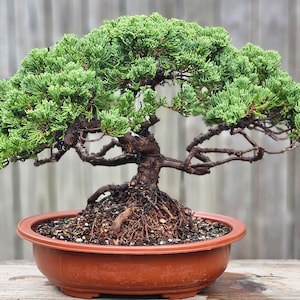 Bonsai Tree Old Procumbens nana /sonare juniper. 12 inch plastic pot.  Great gift. Can hold up to 21 days