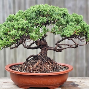 Procumbens Nana Juniper Bonsai Tree, 18-Year-Old Gnarly Trunk 