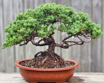 Bonsai Tree Old Procumbens nana /sonare juniper. 12 inch plastic pot.  Great gift. Can hold up to 21 days