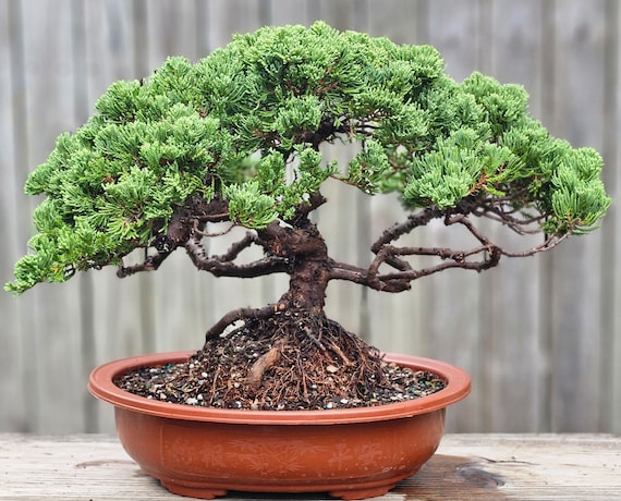 Procumbens Nana Juniper Bonsai Tree, 18-year-old Gnarly Trunk - Etsy