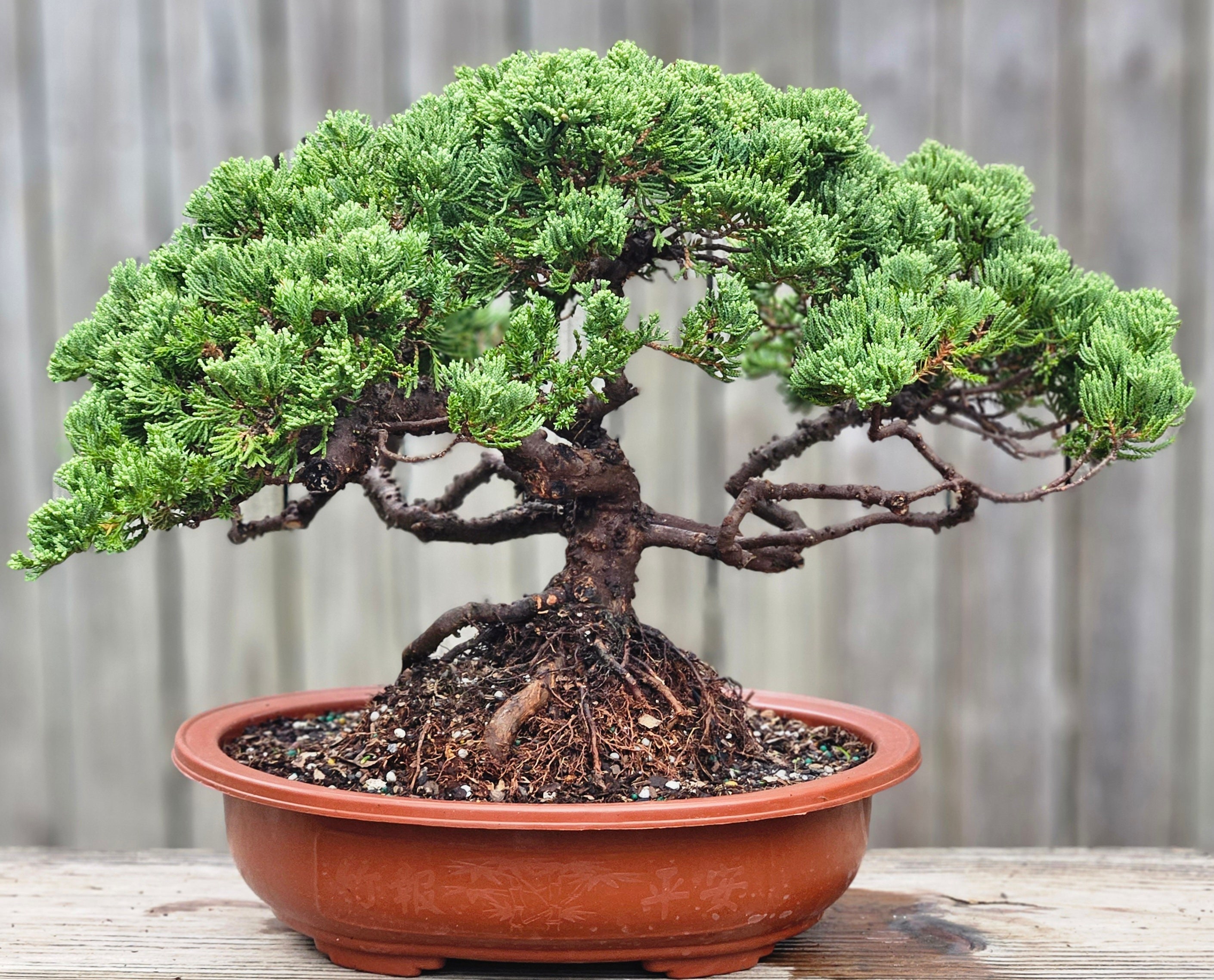 Juniper Bonsai Tree Petite Japanese Live Plants Zen Garden Purifies Air 6  inch