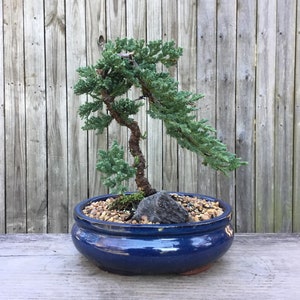 blue dracaena palm Dracaena 'Marginata Cane' | Indoor Plant | Tropical Plant | Potted Plant