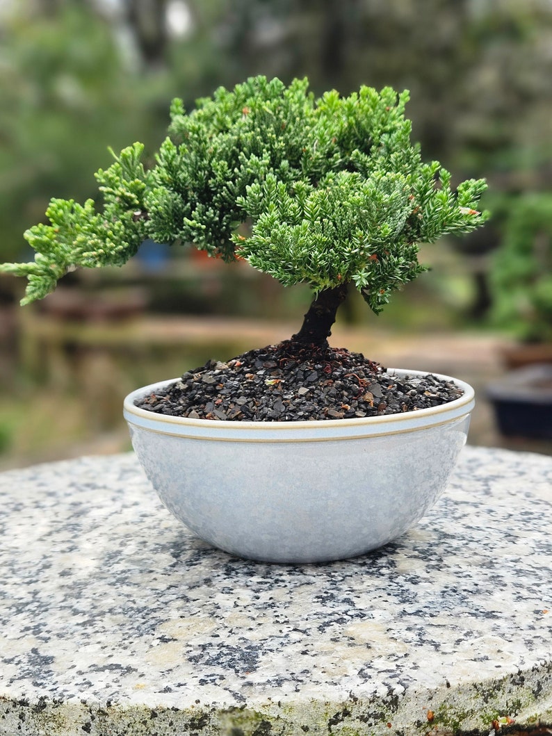 Bonsai Japanese Juniper Bonsai tree in a 6 inch Round Light Blue ,green or grey glazed ceramic pot. image 2