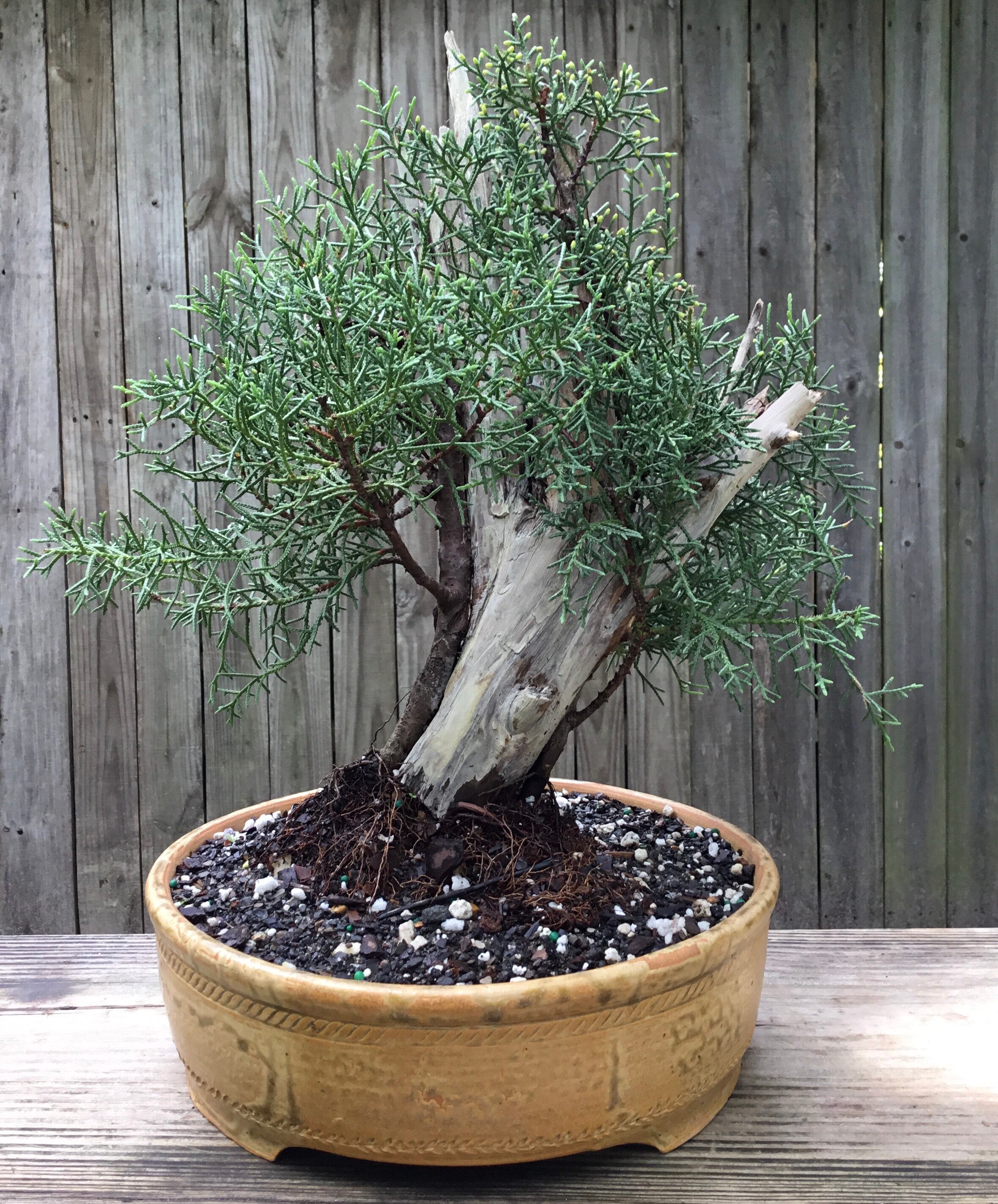 Tanaku Arizona cypress Bonsai tree in a Blue in handmade | Etsy