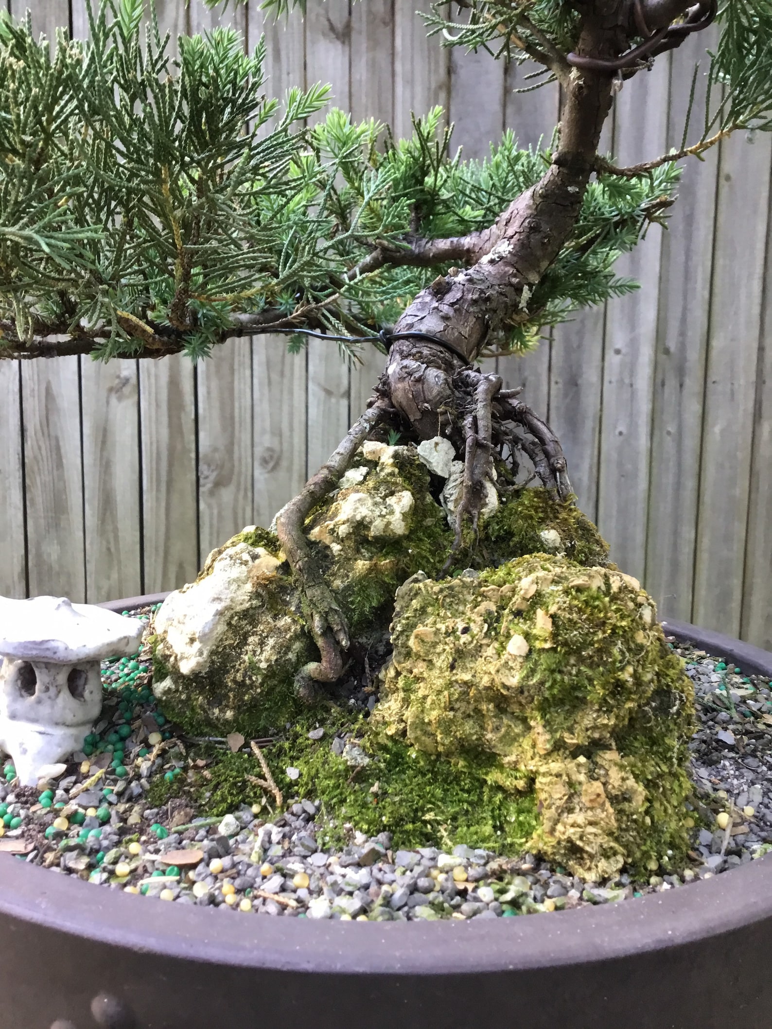 Juniper Bonsai tree root over rock in a 15 inch mica drum pot Etsy