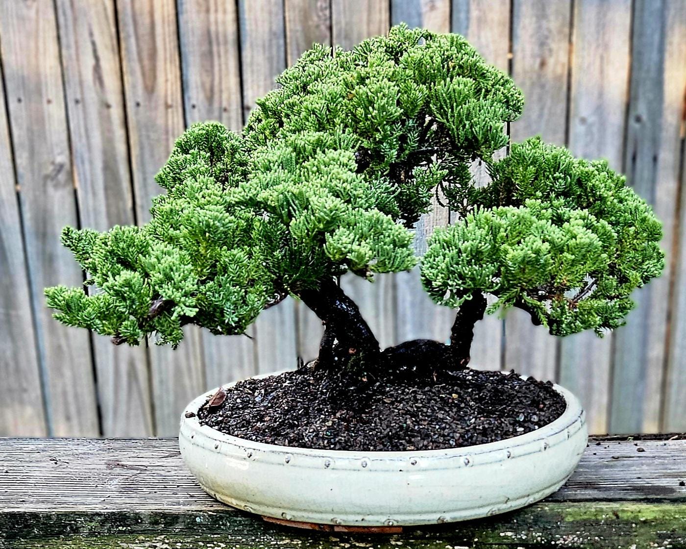 Bonsai Tree Old Procumbens Nana /sonare Juniper. 10 Inch Ceramic