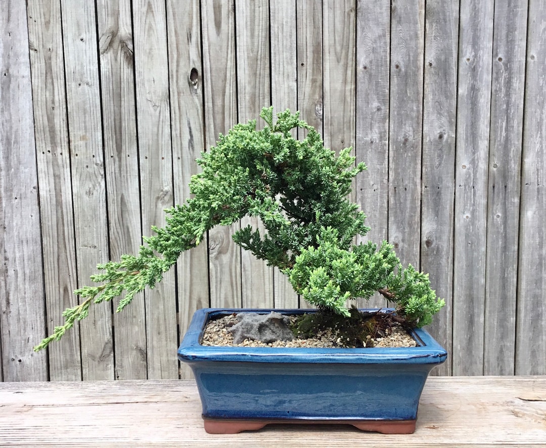 Bonsai Japanese Juniper Tree in a 10 Blue Ceramic Pot Etsy