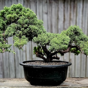 Large Bonsai Trees - Etsy