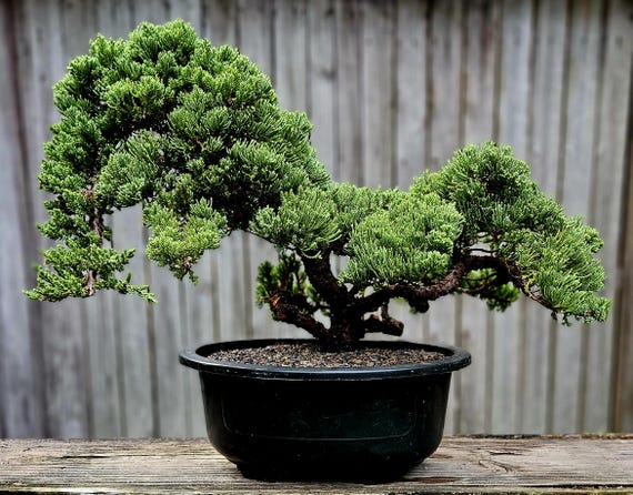 Old Procumbens Nana Bonsai Tree, 30 Year Japanese Juniper - Etsy