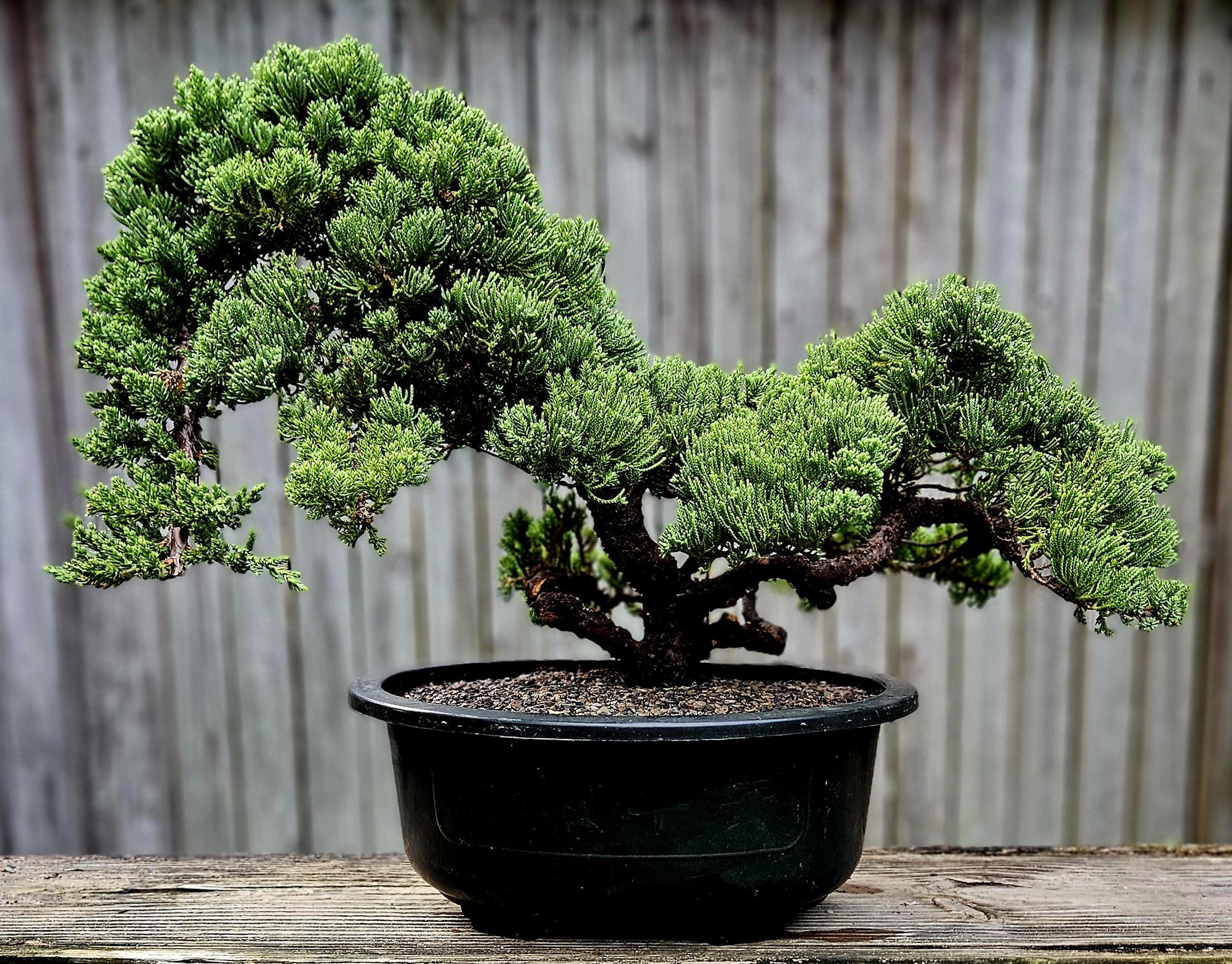 Old Procumbens Nana Bonsai Tree, 30 Year Japanese Juniper - Etsy