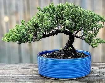 dracaena for sale Dracaena Elegance 4 Cane in Blue grey main image 0
