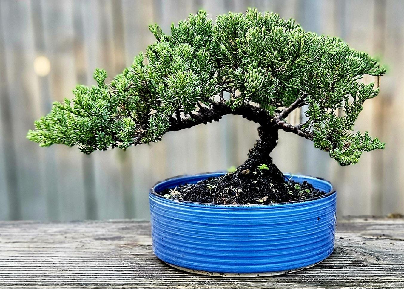 盆栽 Juniper Bonsai Tree in a Blue 6 Inch Pot. - Etsy