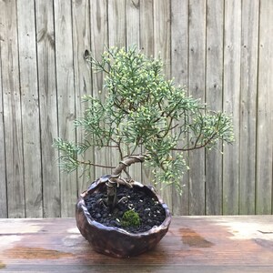 happyseed bonsai AVERGO Bonsai Tree Kit Classic - 5X Unique Japanese Bonzai Trees main image 0