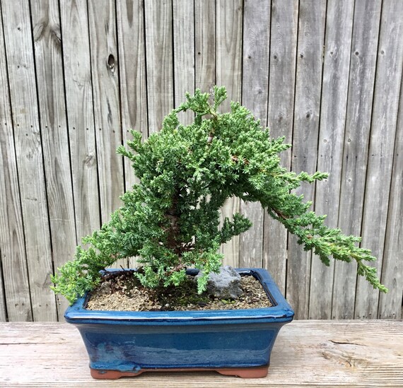 Blue Juniper Bonsai Tree