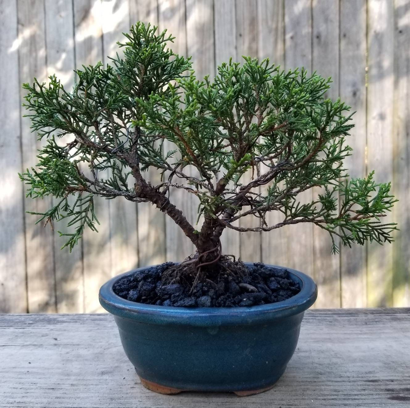 Silk Floss Tree Bonsai