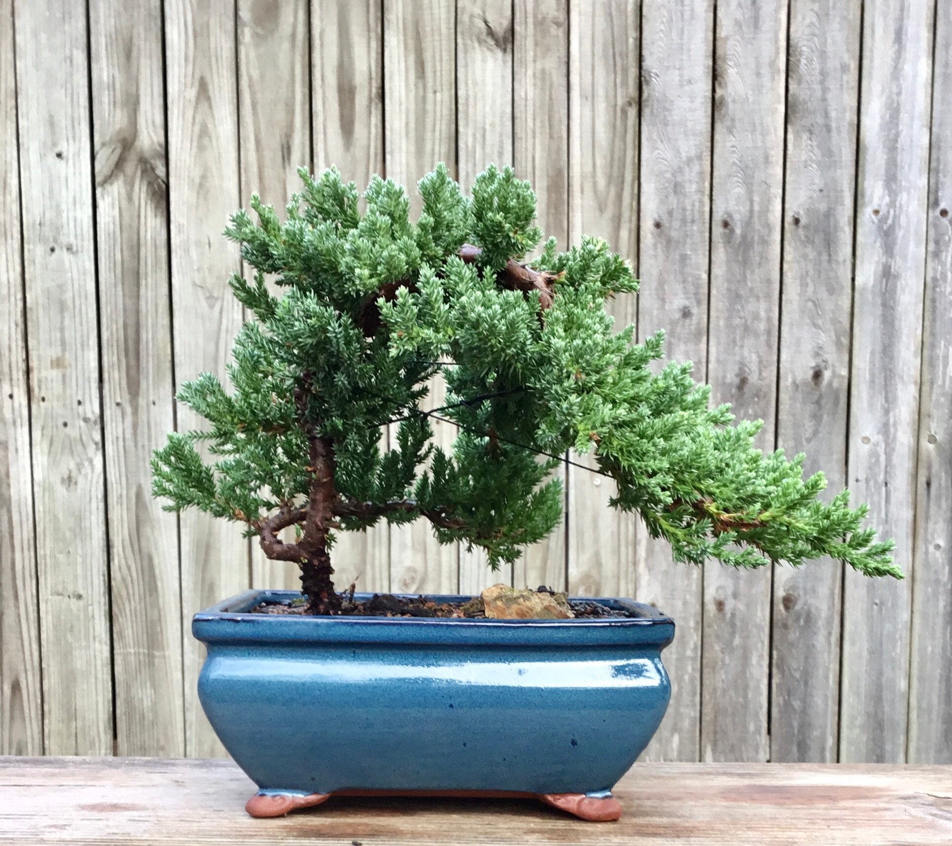 Blue Juniper Bonsai Tree