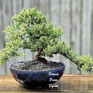 May include: A bonsai tree with vibrant green foliage, planted in a dark blue ceramic pot. The pot has a textured surface and the text "Bonsai From Byron" is visible. The tree is set on a wooden surface.