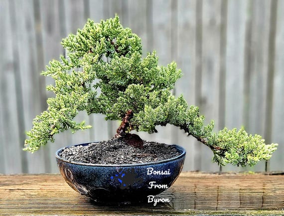 Japanese Juniper Bonsai Tree in 7