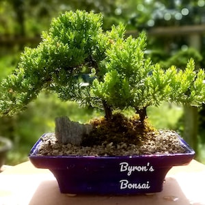 Bonsai Japanese Juniper Bonsai tree in a Black or Blue glazed ceramic pot.