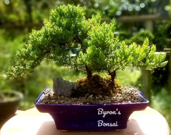 Bonsai Japanese Juniper Bonsai tree in a Black or Blue glazed ceramic pot.