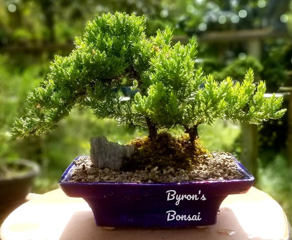 Bonsai Japanese Juniper Bonsai Tree in a Black or Blue Glazed Ceramic Pot.  