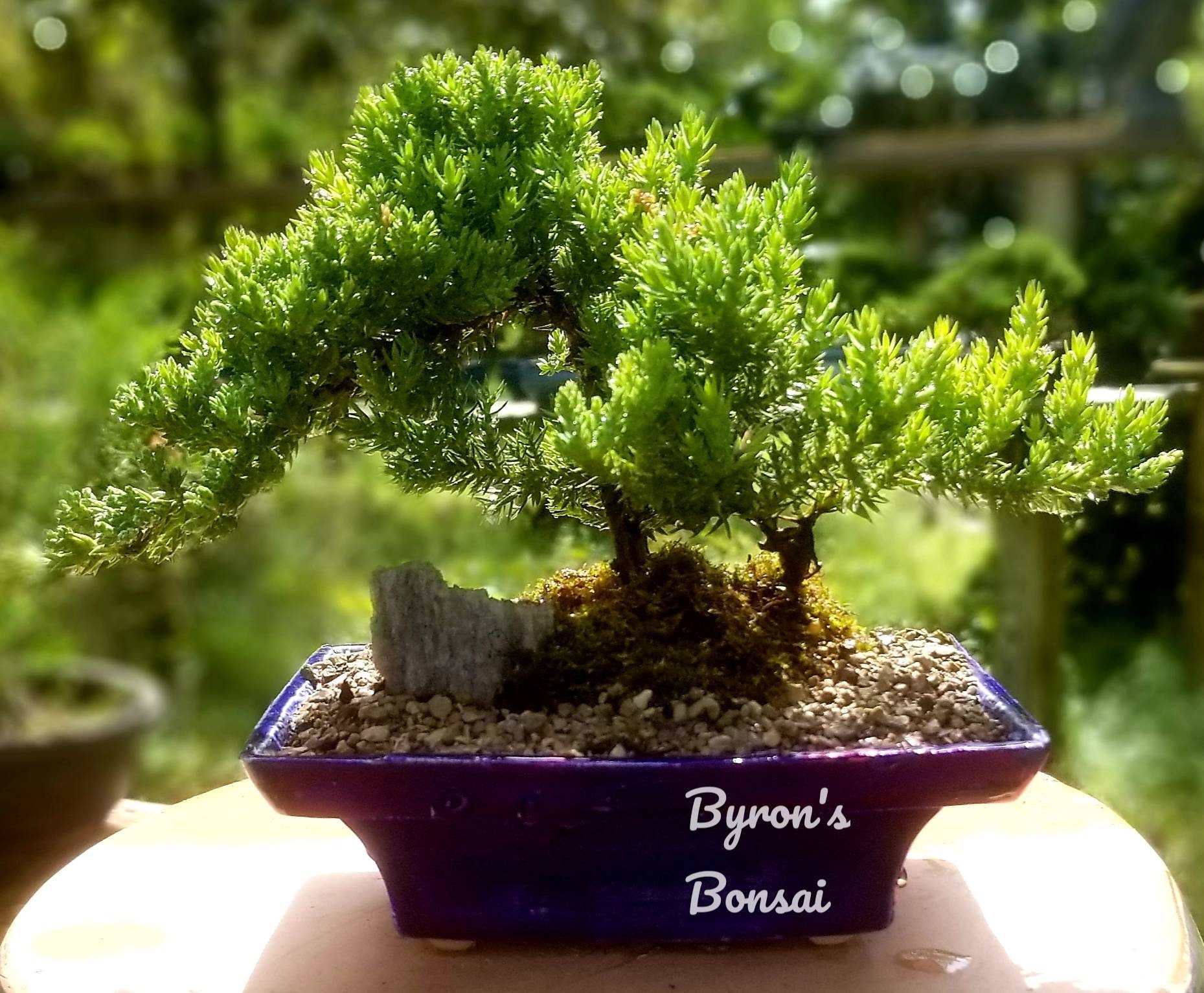 Bonsai Japanese Juniper Bonsai Tree in a Black or Blue Glazed Ceramic Pot.  