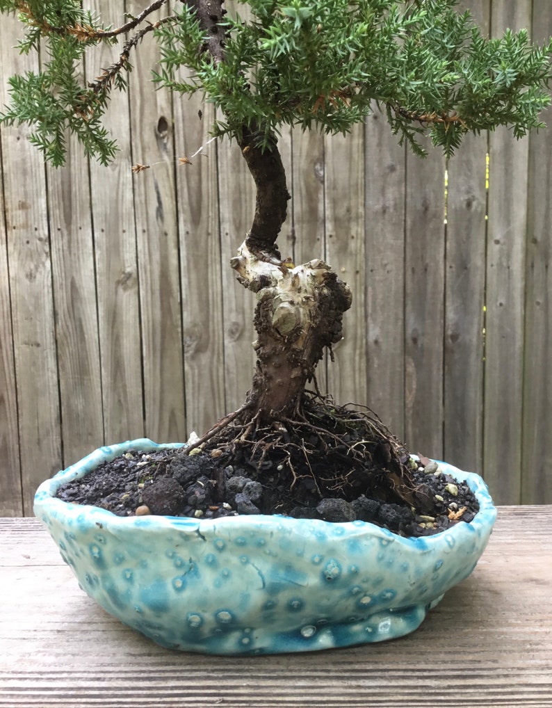 Juniper Bonsai Tree with Jin and Shari in a Handmade app 8 Etsy