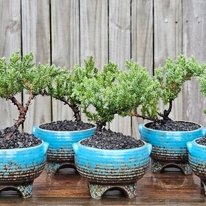 Juniper Bonsai tree in a blue,green,yellow,white,red or light blue round decorative pot.