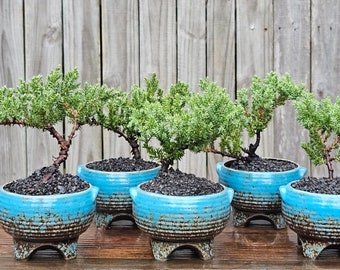 Juniper Bonsai tree in a blue round decorative pot.