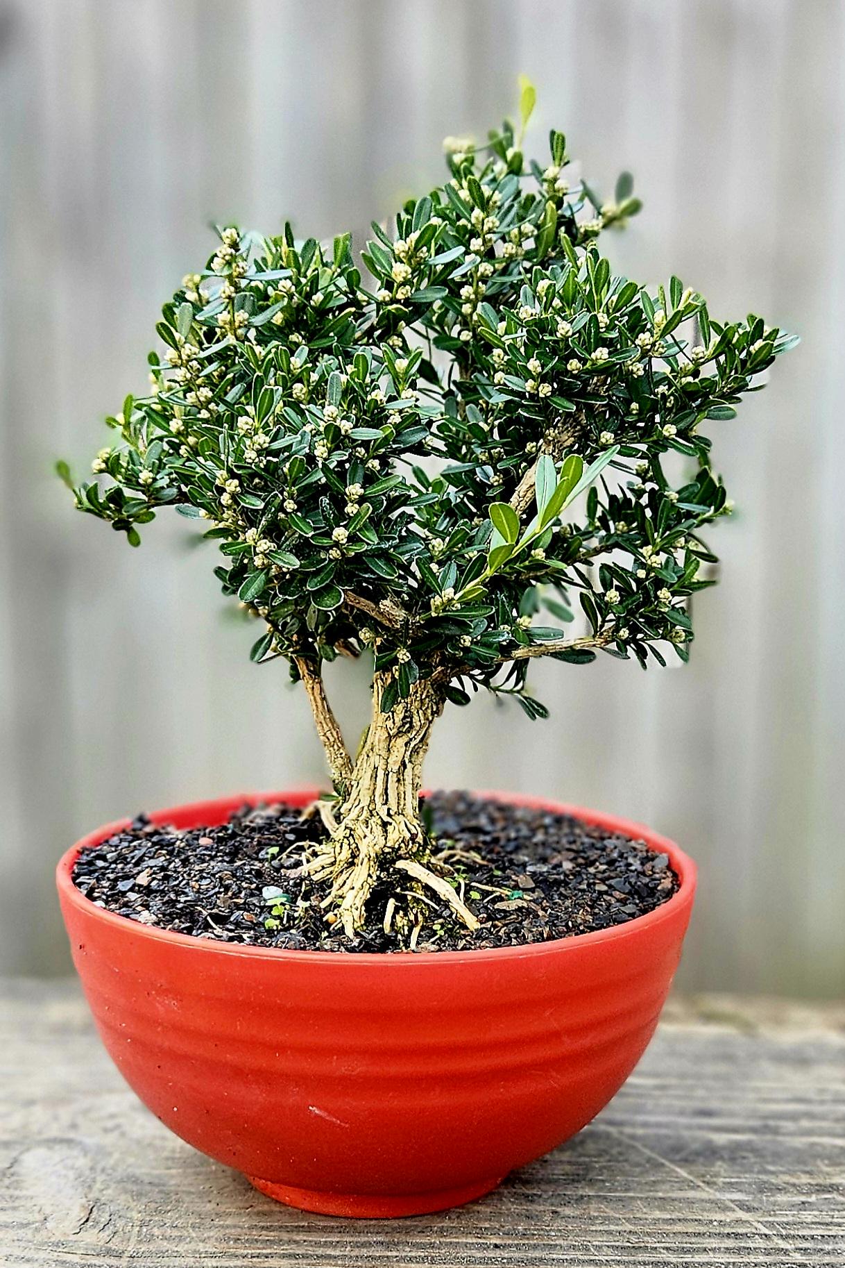 jade planter pot Shop Lucky Indoor Jade Plant with Self Watering Pot main image 1