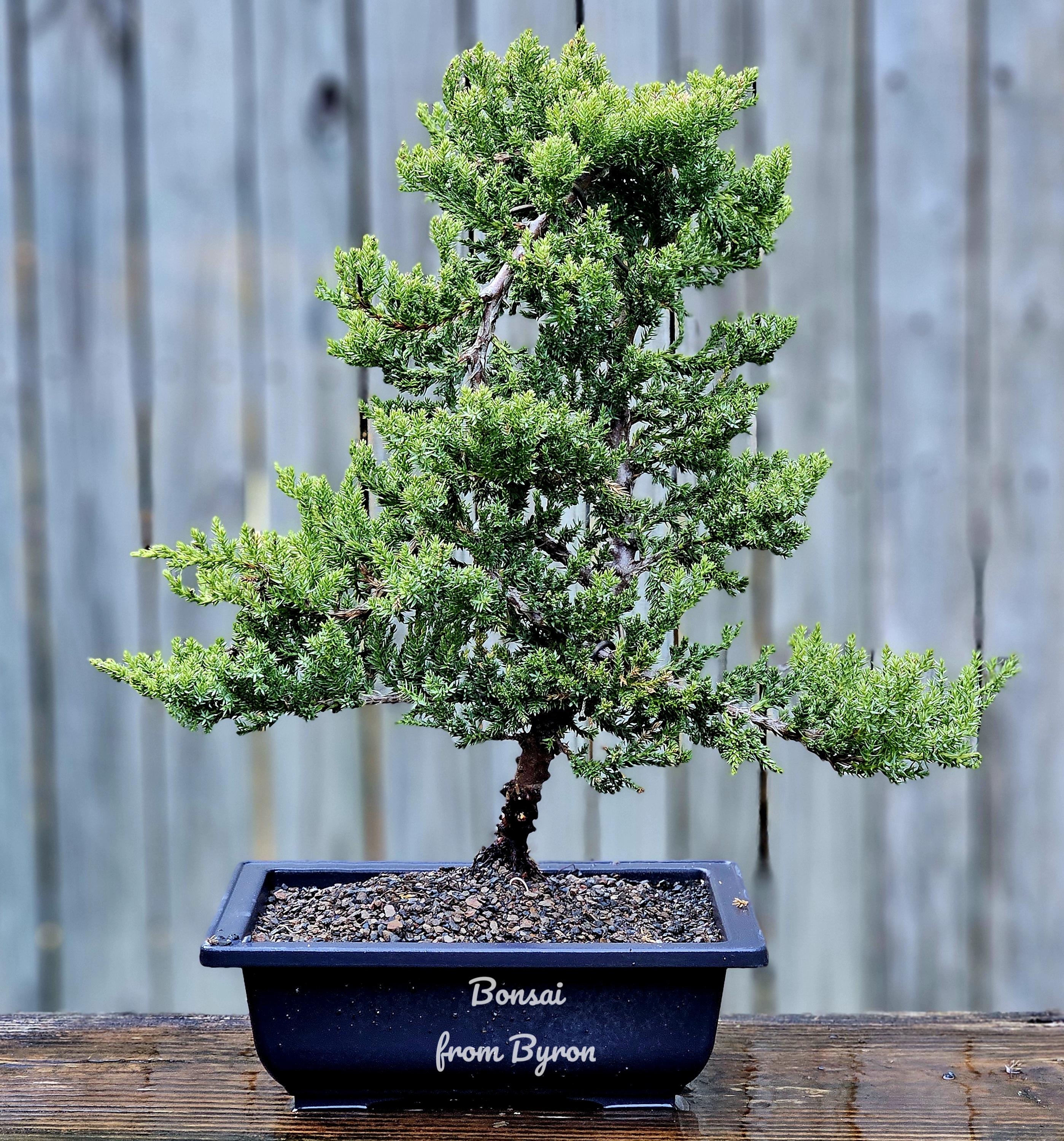 Japanese Juniper Bonsai Tree (12-17 Inch), 8-year-old Procumbens