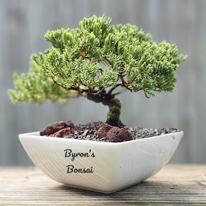 May include: A small green bonsai tree in a white ceramic pot with the text "Byron's Bonsai" on the front.
