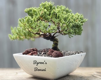 trauermücken bonsai Trauermücken-Falle