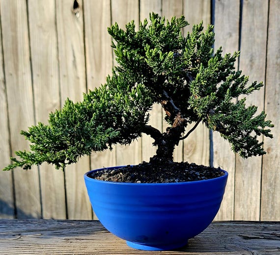 Japanese Juniper Bonsai in 6 Inch Plastic Pot - Etsy