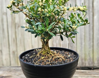 Indoor Bonsai tree. Harland boxwood.6 inch plastic pot