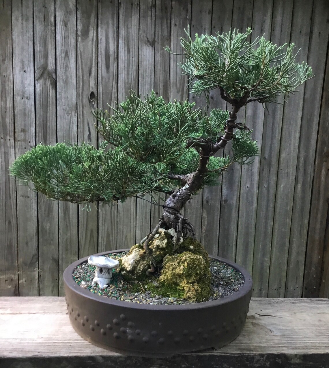 Juniper Bonsai tree root over rock in a 15 inch mica drum pot Etsy