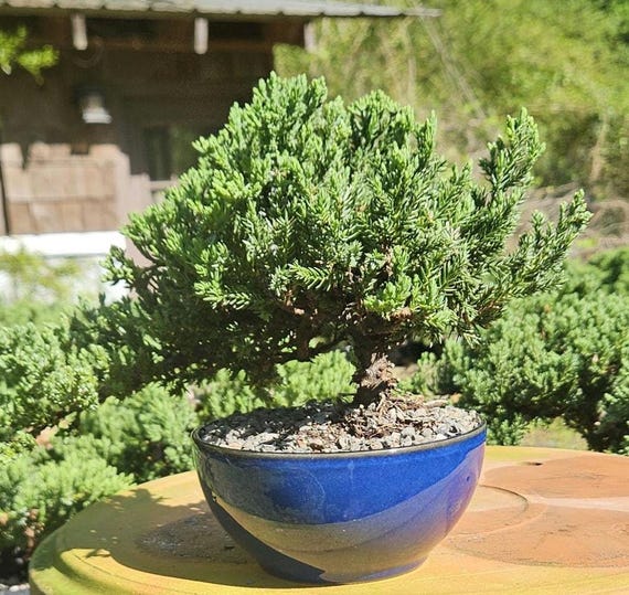 Bonsai Japanese Juniper Bonsai Tree in a Cobalt Blue Glazed Ceramic Pot. -  Etsy