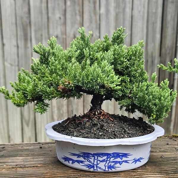 May include: A small, dense green juniper bonsai tree with a thick, dark trunk and textured foliage. The tree is planted in a round, white ceramic pot featuring a blue painted bamboo pattern around the exterior rim and base.