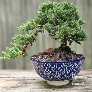 May include: A small juniper bonsai tree in a blue and white ceramic pot with a geometric pattern. The tree has a cascading branch and is potted in a mix of gravel and red rocks. The pot has a white base and the text "Byron's Bonsai" is visible on the right side of the pot.
