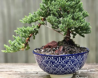Bonsai Japanese Juniper Bonsai tree in a blue and white porcelain pot.