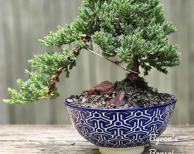 Bonsai Japanese Juniper Bonsai tree in a blue and white porcelain pot.