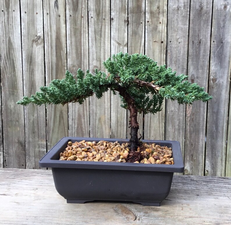 Juniper Bonsai Tree Kit 4 year old prebonsai Etsy