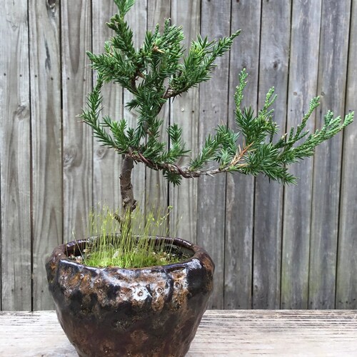 Bonsai Parsoni Juniper Bonsai newest Tree wired in a handmade copper glazed ceramic 4 inch pot