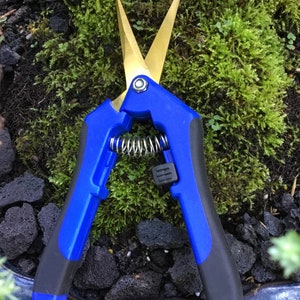 May include: A pair of blue handled pruning shears with gold blades. The shears are sitting on a bed of black rocks and green moss.