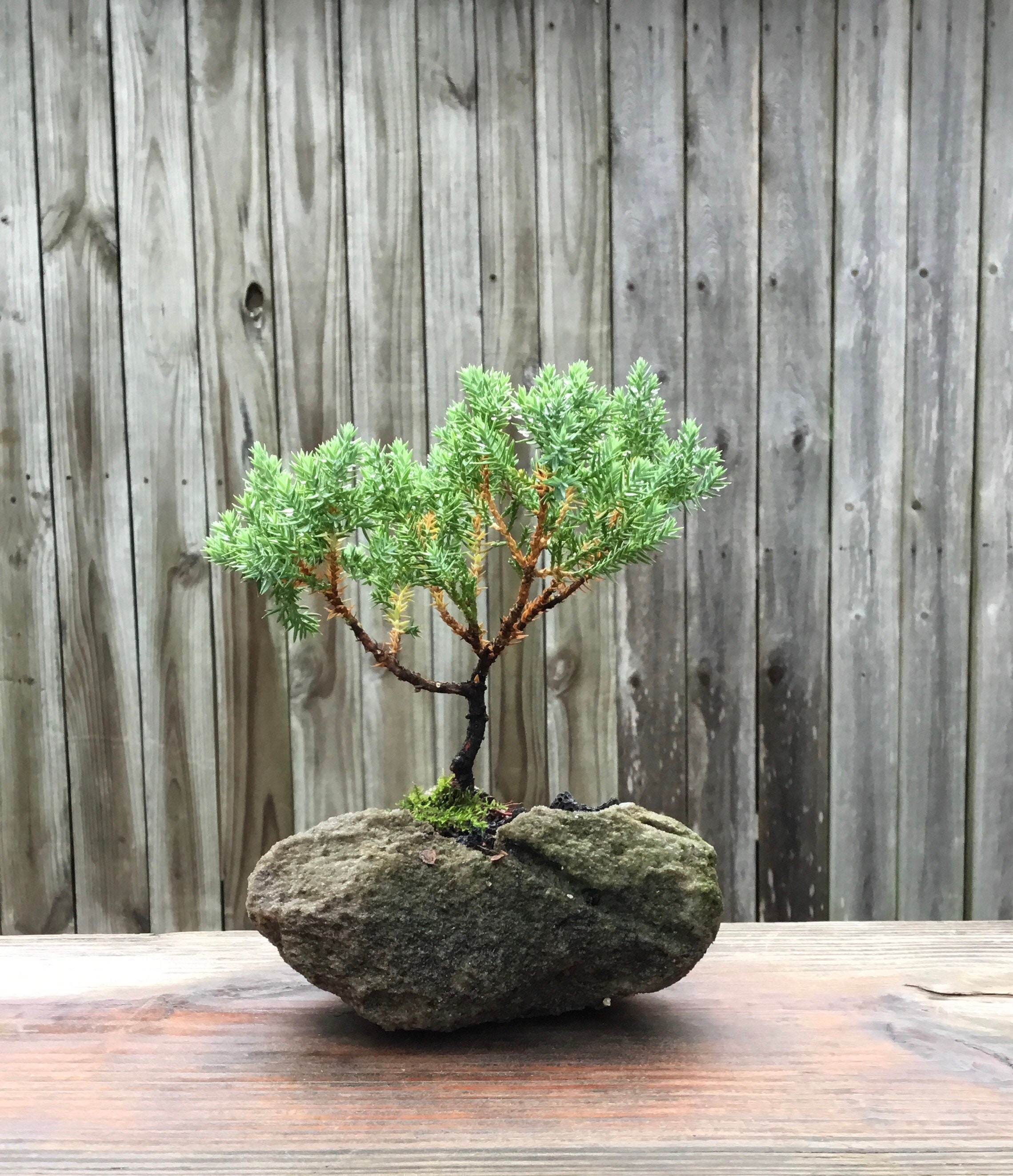eiben online kaufen Gemeine Eibe (Taxus baccata) online kaufen bei HS Baum main image 0