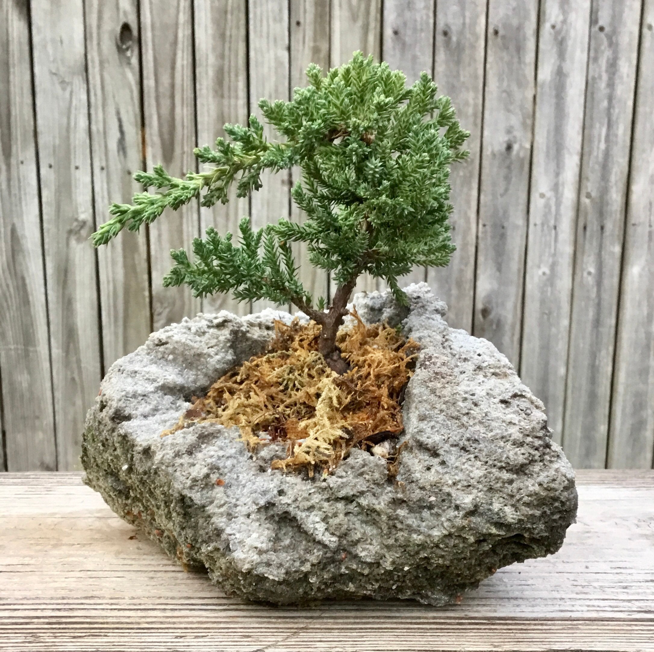 Árbol bonsái de enebro en una maceta de roca de lava tallada a mano -   México