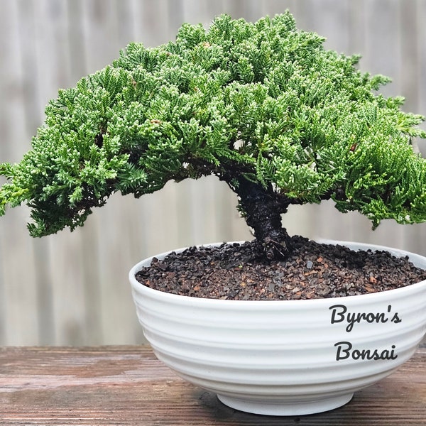 Bonsai Japanese Juniper Bonsai tree in a white  glazed ceramic pot Great gift. I can hold up to 21 days.